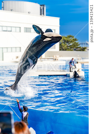 シャチの背面ジャンプ 139415421