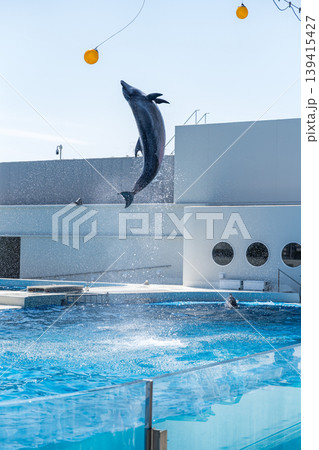 イルカのボールタッチ 139415427