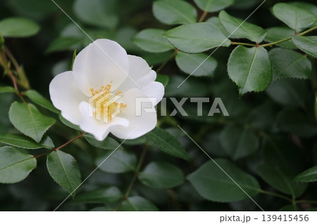 清らかな白いバラの花 清らかな白いバラの花 139415456