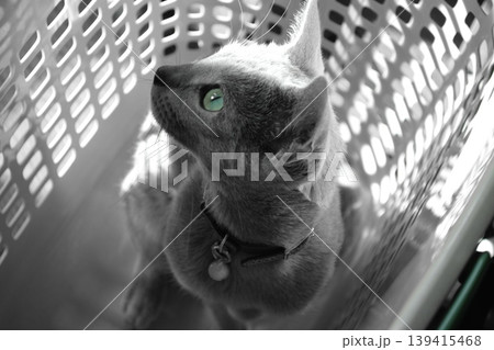 見つめる猫 見つめる猫 139415468