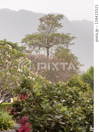 In the soft, diffused light of a hazy afternoon, layers of vibrant flora unfurl toward a distant, mist-shrouded mountain range. Fragrant frangipani blossoms and deep crimson petals peek through a In the soft, diffused light of a hazy afternoon, layers of vibrant flora unfurl toward a distant, mist-shrouded mountain range. Fragrant frangipani blossoms and deep crimson petals peek through a 139415521