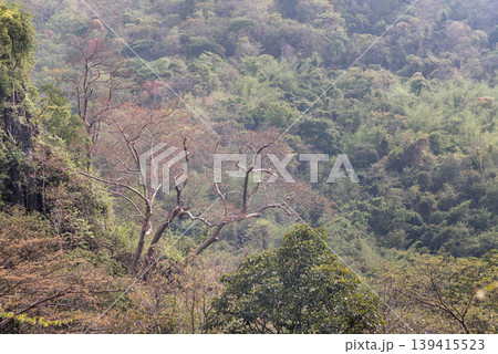 In the muted light of a hazy afternoon, layers of dense, mixed forest descend into a steep valley. Gnarled, leafless branches of a prominent deciduous tree reach out like skeletons against the greener In the muted light of a hazy afternoon, layers of dense, mixed forest descend into a steep valley. Gnarled, leafless branches of a prominent deciduous tree reach out like skeletons against the greener 139415523