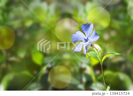 Blue periwinkle flower with green leaves Blue periwinkle flower with green leaves 139415724