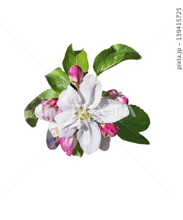 Apple tree blossoms with pink buds in spring Apple tree blossoms with pink buds in spring 139415725