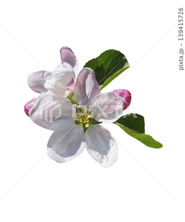 Apple tree blossoms with pink buds in spring Apple tree blossoms with pink buds in spring 139415726