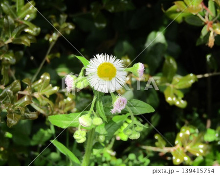 春の野草の代表ハルジオンの白い花 春の野草の代表ハルジオンの白い花 139415754