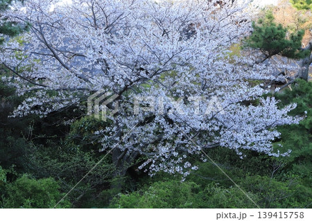 桜咲く三渓園 桜咲く三渓園 139415758