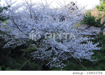 桜咲く三渓園 139415759