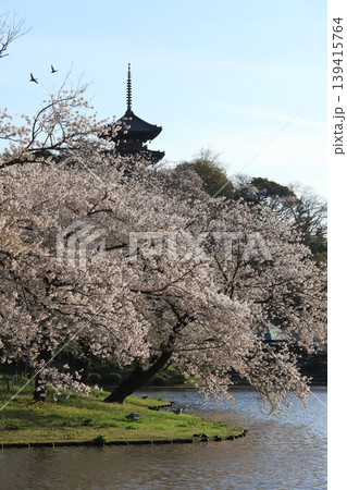 桜咲く三渓園 桜咲く三渓園 139415764