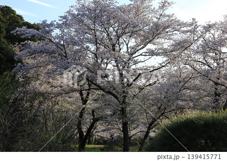 桜咲く三渓園 139415771