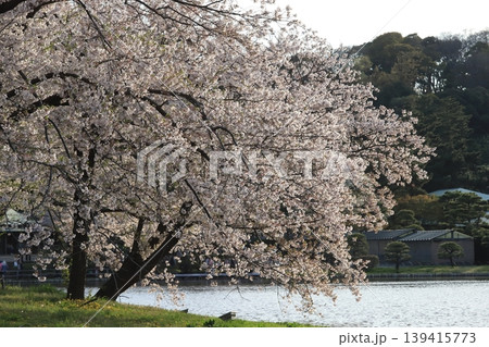 桜咲く三渓園 139415773