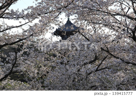 桜咲く三渓園 桜咲く三渓園 139415777