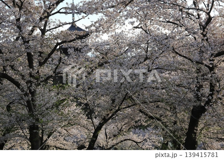桜咲く三渓園 桜咲く三渓園 139415781