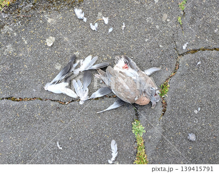 Dead Decaying Pigeon Body that had been Killed By A Predator Fox 139415791