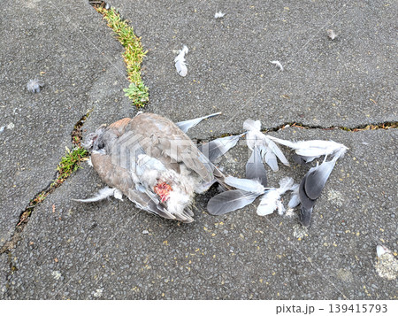 Dead Decaying Pigeon Body that had been Killed By A Predator Fox Dead Decaying Pigeon Body that had been Killed By A Predator Fox 139415793