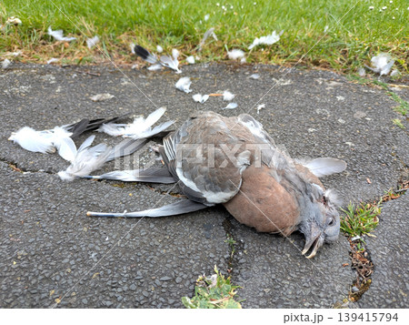 Dead Decaying Pigeon Body that had been Killed By A Predator Fox Dead Decaying Pigeon Body that had been Killed By A Predator Fox 139415794