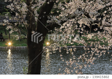 桜咲く三渓園 桜咲く三渓園 139415802