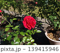 山口県のバラ園で撮影された、秋の陽光に照らされ鮮やかに咲く鉢植えの赤いバラのクローズアップ 山口県のバラ園で撮影された、秋の陽光に照らされ鮮やかに咲く鉢植えの赤いバラのクローズアップ 139415946