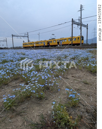 三岐鉄道の黄色い電車とネモフィラ 三岐鉄道の黄色い電車とネモフィラ 139415952