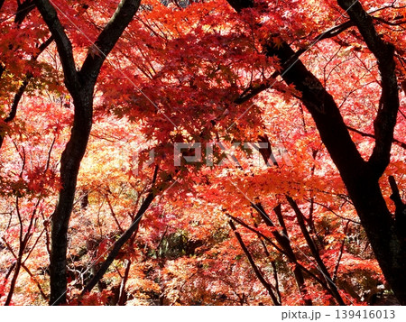 秋の陽射しを浴びる紅葉 秋の陽射しを浴びる紅葉 139416013
