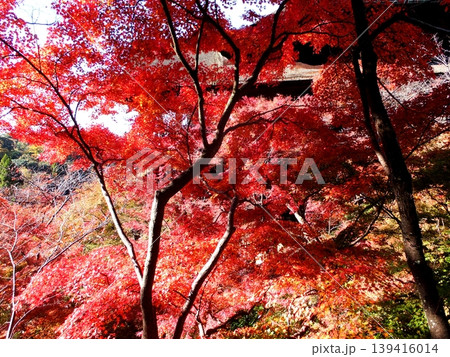 真っ赤な紅葉 真っ赤な紅葉 139416014