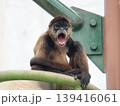 猿 139416061