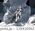 ペンギン 139416062
