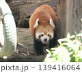 レッサーパンダ 139416064
