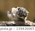 猫 139416065