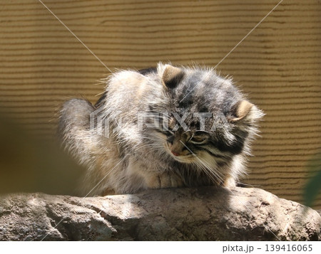 猫 猫 139416065