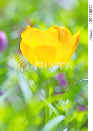 家の周りの草花 四季の色々 農業公園の花畑に美しい色とに美しいチューリップの花が咲きました 家の周りの草花 四季の色々 農業公園の花畑に美しい色とに美しいチューリップの花が咲きました 139416093