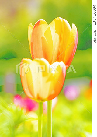 家の周りの草花 四季の色々 農業公園の花畑に美しい色とに美しいチューリップの花が咲きました 家の周りの草花 四季の色々 農業公園の花畑に美しい色とに美しいチューリップの花が咲きました 139416094