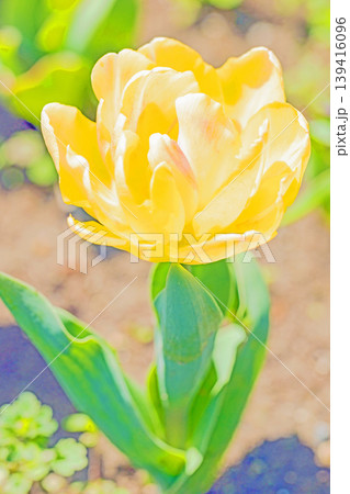 家の周りの草花　四季の色々　農業公園の花畑に美しい色とに美しいチューリップの花が咲きました　 139416096