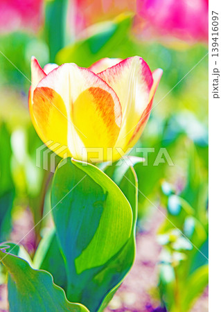 家の周りの草花 四季の色々 農業公園の花畑に美しい色とに美しいチューリップの花が咲きました 家の周りの草花 四季の色々 農業公園の花畑に美しい色とに美しいチューリップの花が咲きました 139416097