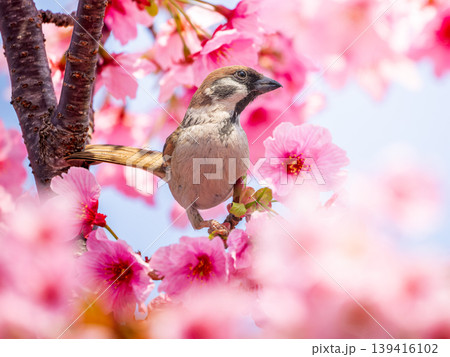桜とスズメ 139416102
