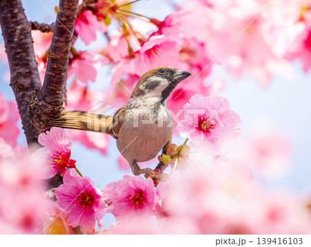 桜とスズメ 139416103