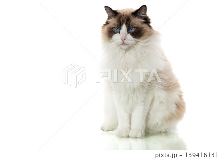 fluffy cat portrait with blue eyes and soft natural fur fluffy cat portrait with blue eyes and soft natural fur 139416131