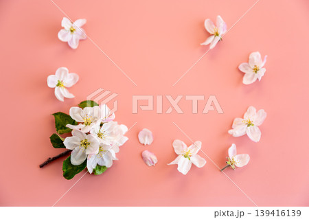 fresh spring flowers apple blossom isolated on pastel pink background fresh spring flowers apple blossom isolated on pastel pink background 139416139