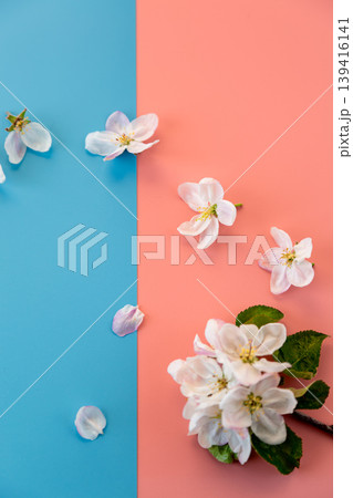 floral flat lay with apple blossoms on colorful geometric background floral flat lay with apple blossoms on colorful geometric background 139416141