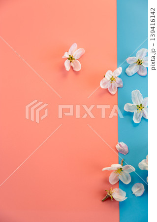 apple blossoms scattered on pastel background creative flat lay style apple blossoms scattered on pastel background creative flat lay style 139416142