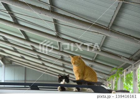 【神奈川県】横須賀　自動車の屋根に乗っている猫 139416161