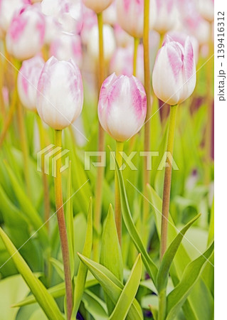 家の周りの草花 四季の色々 農業公園の花畑に色鮮やかな美しいチューリップの花が咲きました 家の周りの草花 四季の色々 農業公園の花畑に色鮮やかな美しいチューリップの花が咲きました 139416312