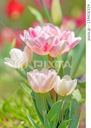 家の周りの草花 四季の色々 農業公園の花畑に色鮮やかな美しいチューリップの花が咲きました 家の周りの草花 四季の色々 農業公園の花畑に色鮮やかな美しいチューリップの花が咲きました 139416324