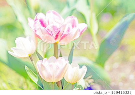 家の周りの草花　四季の色々　農業公園の花畑に色鮮やかな美しいチューリップの花が咲きました　 139416325