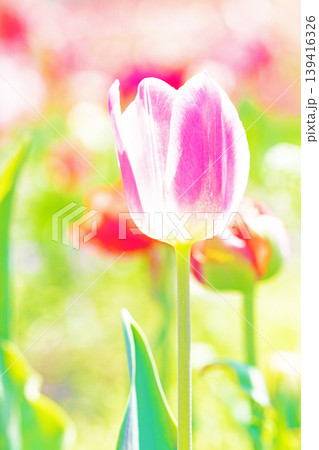 家の周りの草花 四季の色々 農業公園の花畑に色鮮やかな美しいチューリップの花が咲きました 家の周りの草花 四季の色々 農業公園の花畑に色鮮やかな美しいチューリップの花が咲きました 139416326