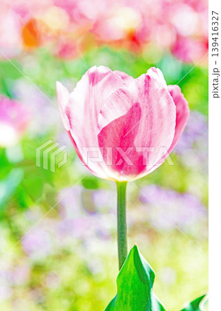 家の周りの草花 四季の色々 農業公園の花畑に色鮮やかな美しいチューリップの花が咲きました 家の周りの草花 四季の色々 農業公園の花畑に色鮮やかな美しいチューリップの花が咲きました 139416327