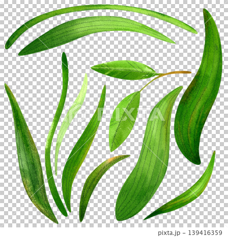 Branch with green leaves and grass, isolated watercolor set. Lush, vibrant hand drawn foliage. Illustration of plants and grass for packaging, cosmetics, perfumes, and cards. 139416359