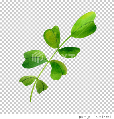 Branch with green leaves, isolated watercolor illustration. Lush, vibrant foliage, hand drawn. Illustration of plants and herbs for packaging, cosmetics, perfumes, and cards. Branch with green leaves, isolated watercolor illustration. Lush, vibrant foliage, hand drawn. Illustration of plants and herbs for packaging, cosmetics, perfumes, and cards. 139416361