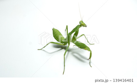 Praying mantis (Mantodea) in aggressive or defensive posture isolated on white background. Praying mantis (Mantodea) in aggressive or defensive posture isolated on white background. 139416401