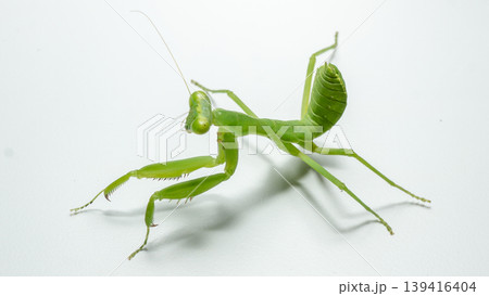 Praying mantis (Mantodea) in aggressive or defensive posture isolated on white background. 139416404